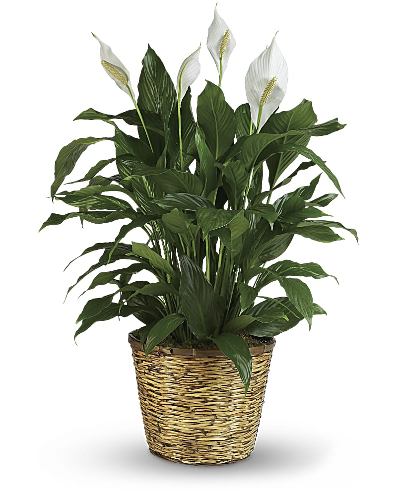 Simply Elegant Spathiphyllum (Peace Lily)